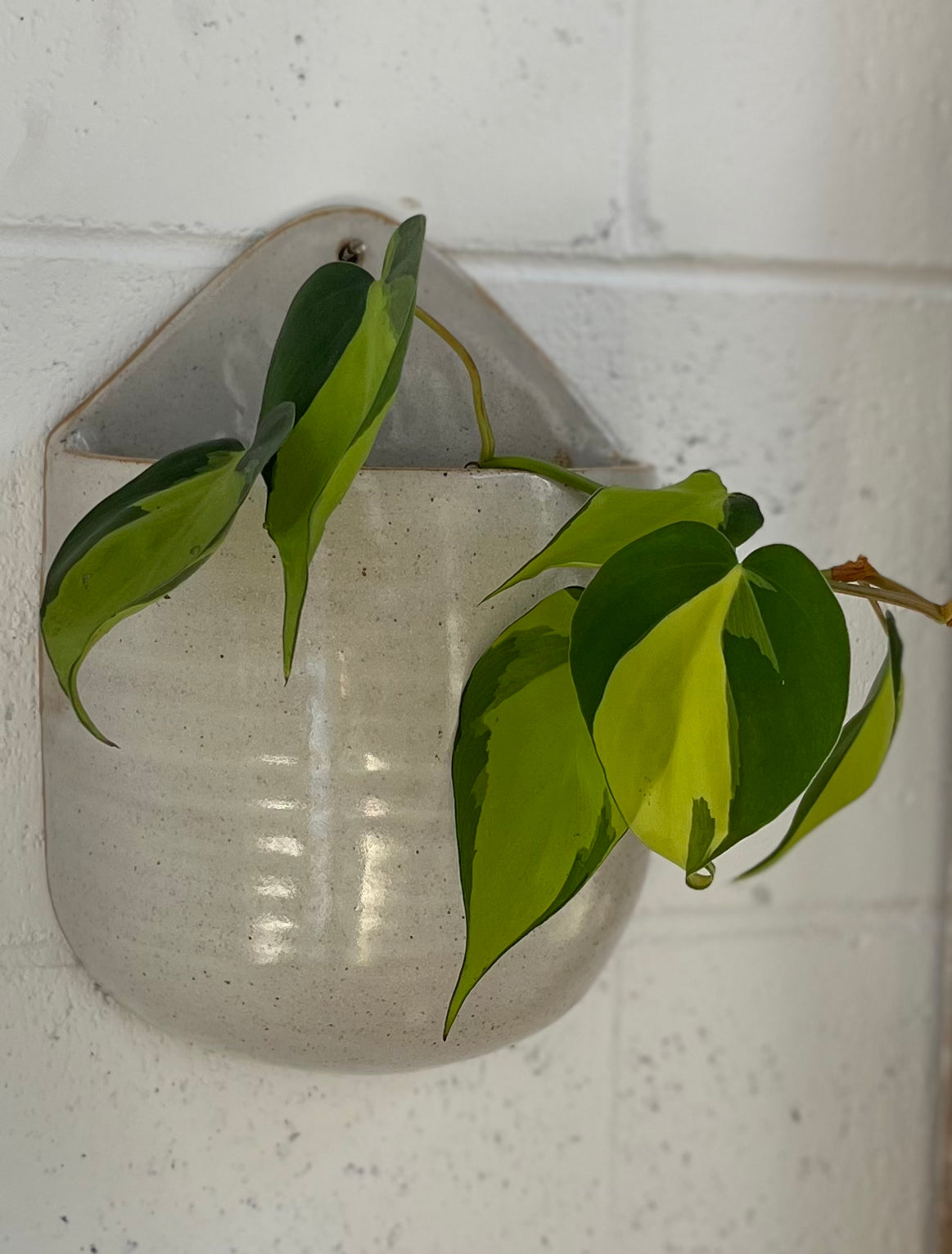 Wall-hanging Planter